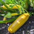 Courgette Easy Pick Gold F1 en mini-mottes