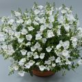 Diascia 'Breezee Plus White' - White Diascia