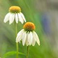 Rudbeckia ou Echinacea purpurea Alba - Rudbeckia pourpre