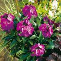 Perennial wallflower - Erysimum 'Winter Joy'