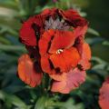 Perennial Wallflower - Erysimum 'Winter Passion'