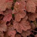 Heuchère - Heuchera Beaujolais