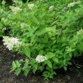 Hydrangea paniculata Grandiflora