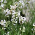 Lavande vraie - Lavandula angustifolia Alba