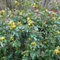 Mahonia aquifolium - Mahonie à feuilles de houx