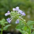 Nepeta grandiflora Zinser's Giant - Herbe à chats géante