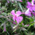 Phlox mousse  Moerheimii