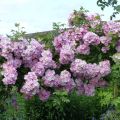 Rosa (x) multiflora Blush Rambler