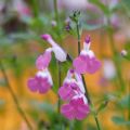 Salvia microphylla  Pink Lips (Jeremy)