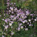 Thalictrum delavayi - Pigamon lilas aux étamines jaune crème