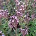 Verbena hastata Rosea - Verveine hastée rose