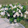 Dipladenia (Mandevilla) (x) hybrida Diamantina®Jade White 