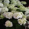 Hydrangea macrophylla Mme Emile Mouillière