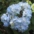 Hydrangea macrophylla Nikko Blue