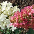 Hydrangea paniculata Pinky Winky