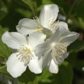 Philadelphus coronarius 