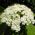 Viburnum lantana 