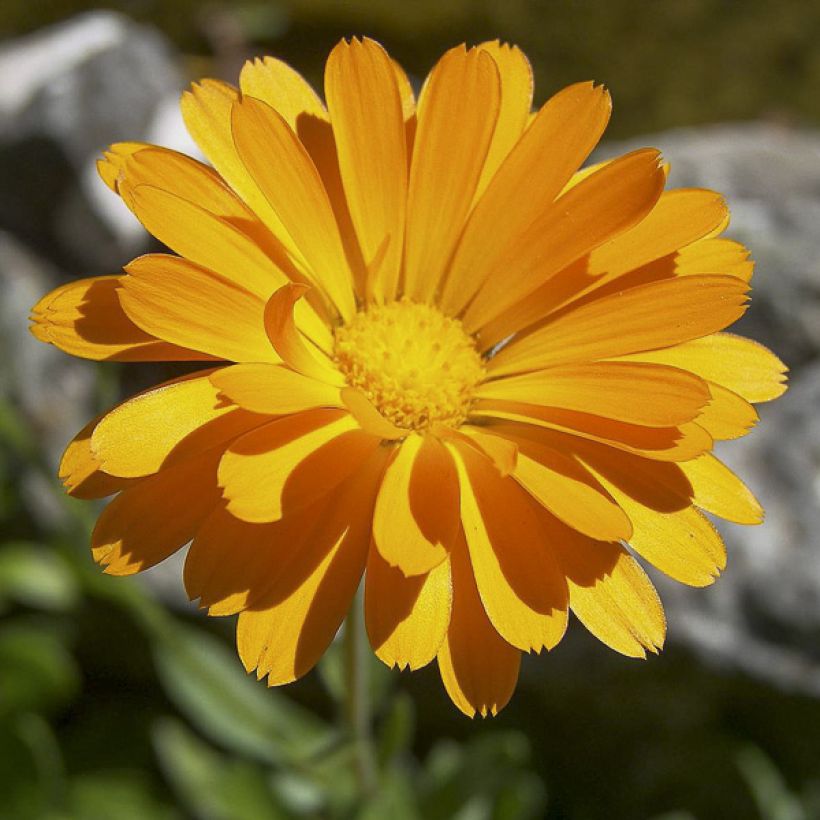 Calendula officinalis Seeds - Pot Marigold (Flowering)