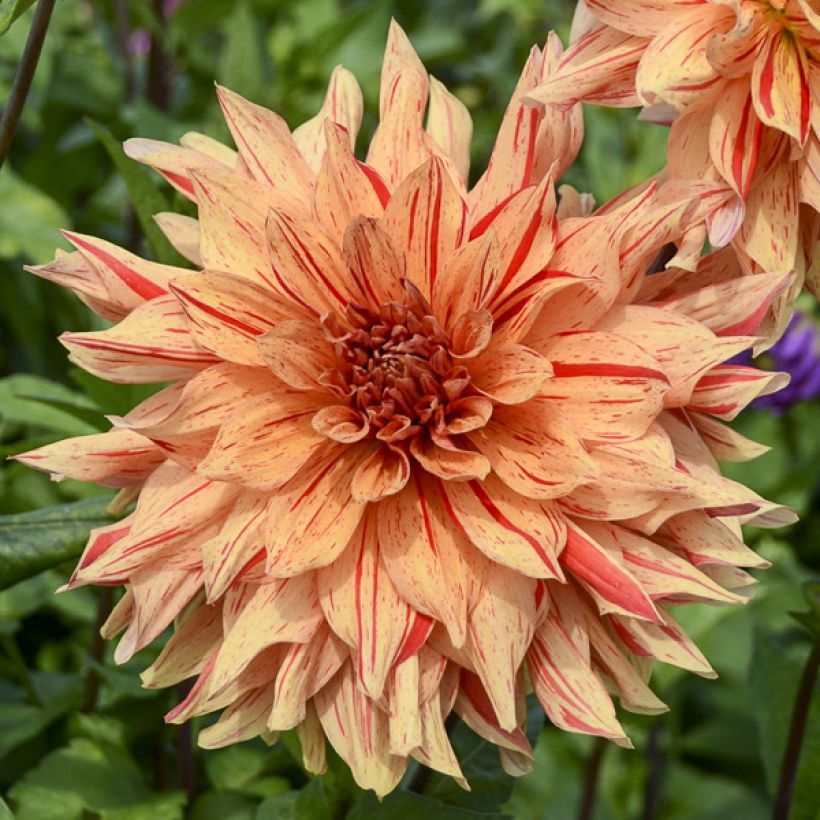 Dahlia Clown (Flowering)