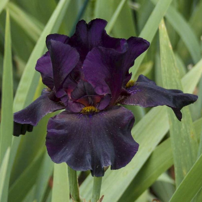 Iris Old Black Magic - Tall Bearded Iris (Flowering)