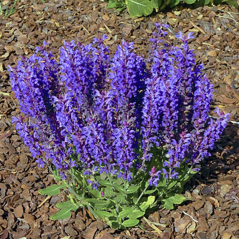 Salvia nemorosa Blue Bouquetta 'Alklf' (Plant habit)