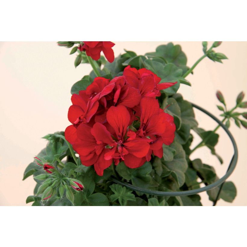 Pelargonium Double Royal Brillant Red - Ivy Geranium (Flowering)