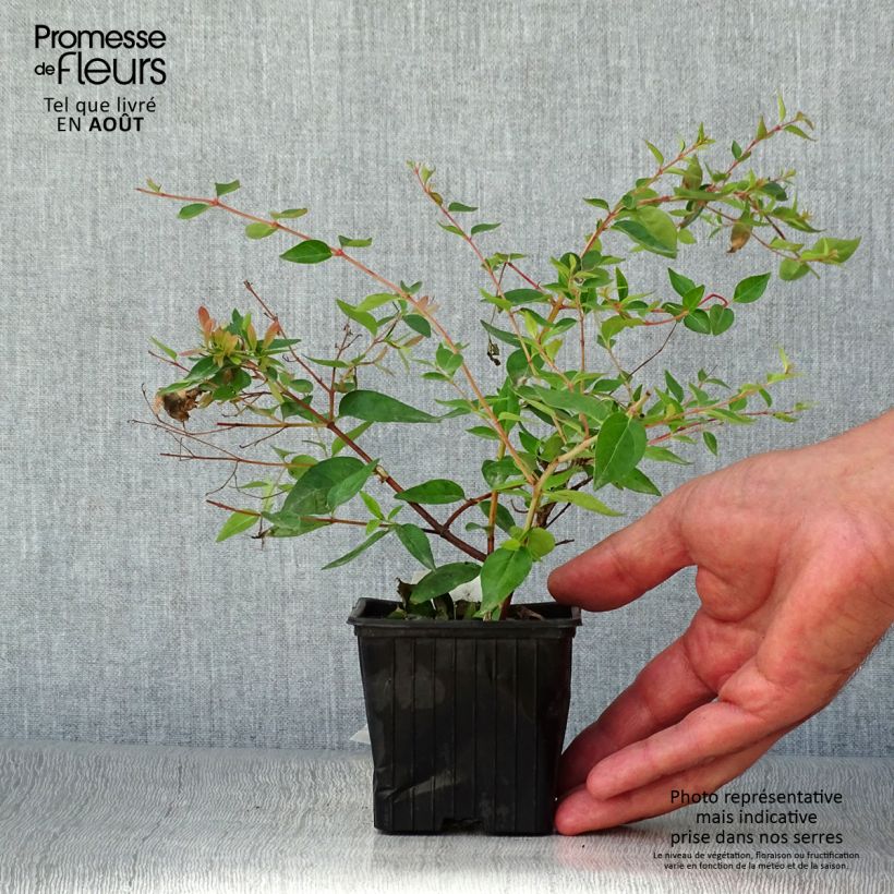 Abelia Edward Goucher 8/9 cm pot sample as delivered in summer