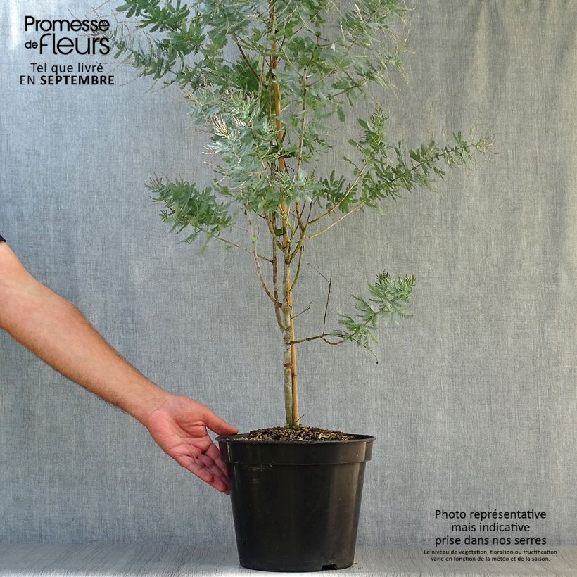 Acacia baileyana Songlines 6L/7L pot sample as delivered in autumn