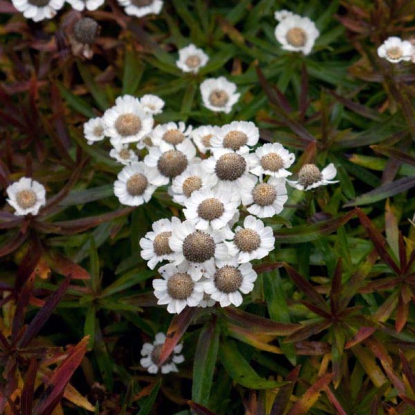 Achillea ptarmica Nana Compacta (Plant habit)