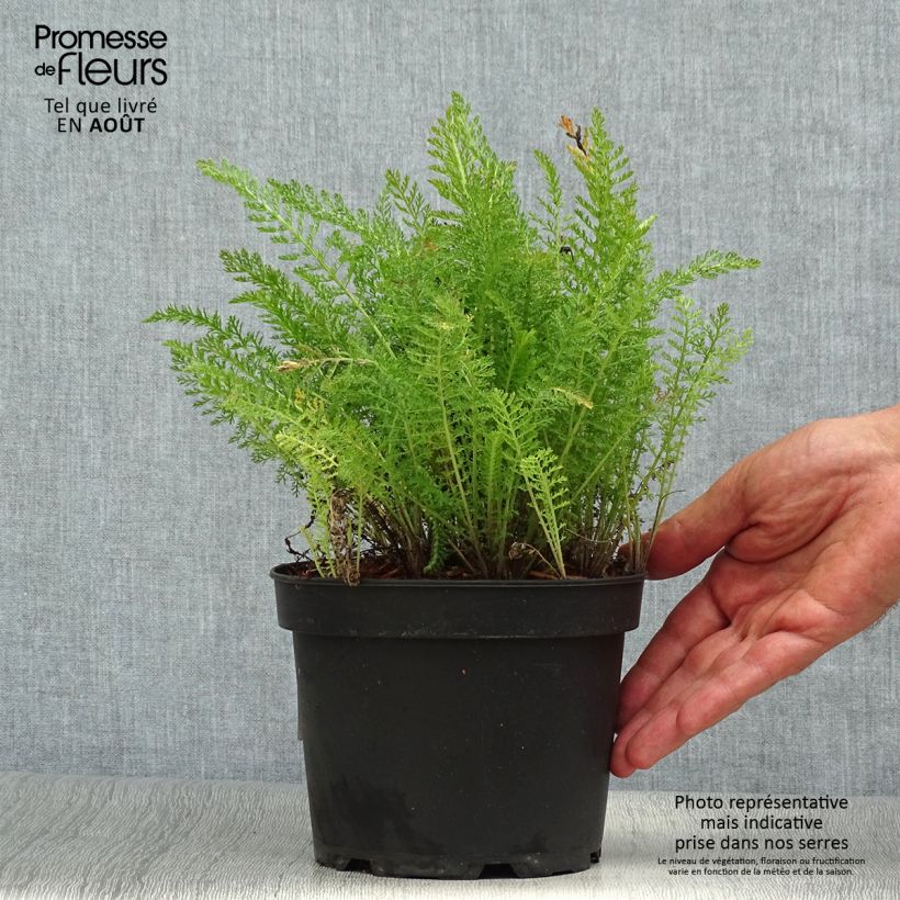 Achillea millefolium Summer Pastel 2L/3L pot sample as delivered in summer