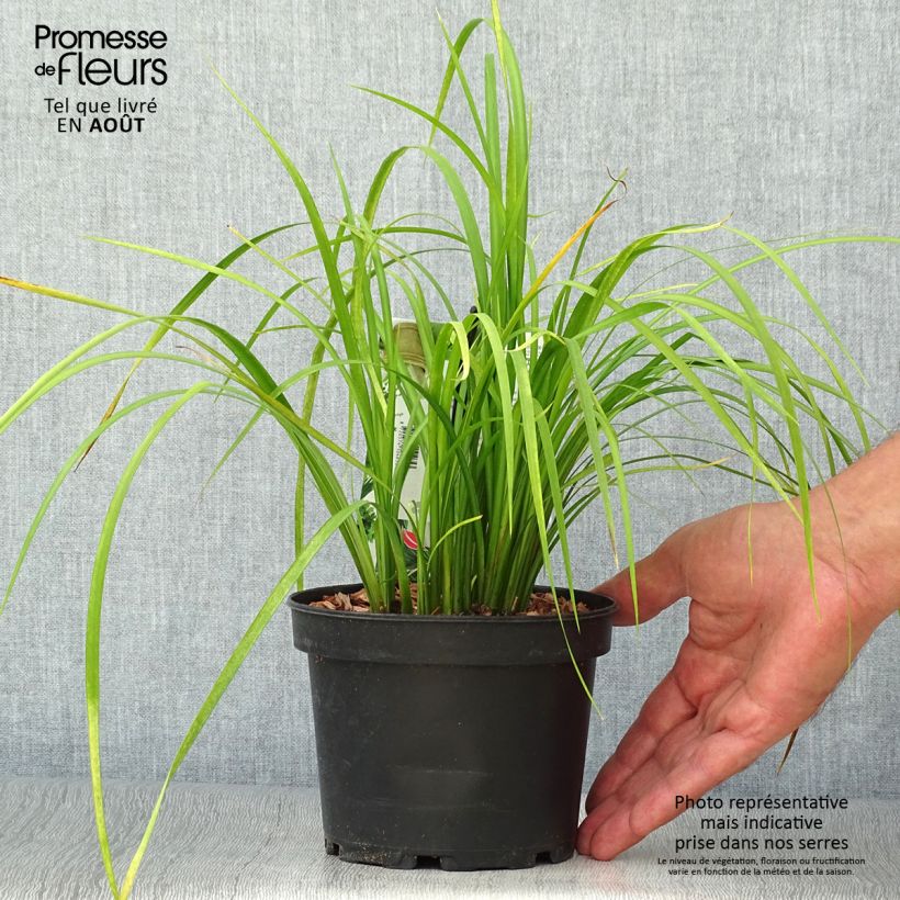 Acorus gramineus Licorice 1.5L/2L pot sample as delivered in summer