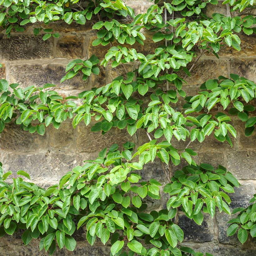 Actinidia arguta Romeo (Plant habit)