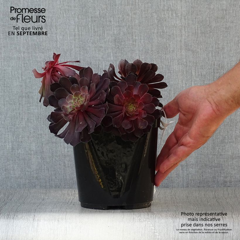 Aeonium arboreum Tip Top 3L/4L pot sample as delivered in autumn