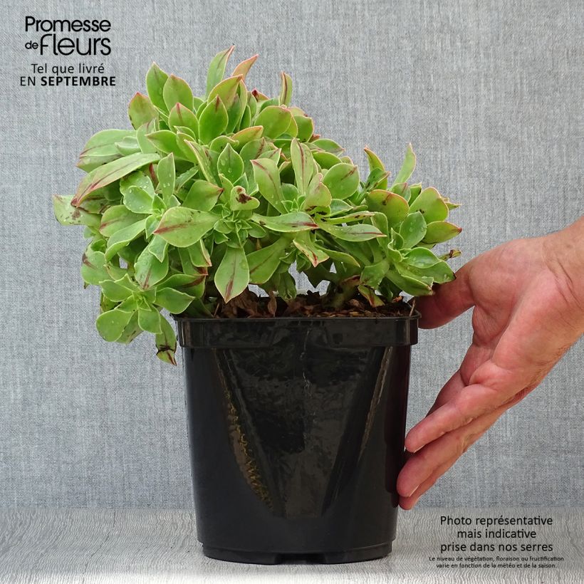 Aeonium leucoblepharum 3L/4L pot sample as delivered in autumn