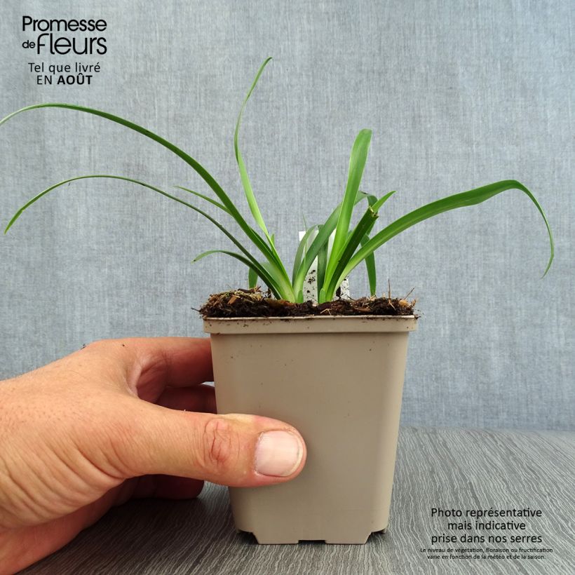 Agapanthus Ever White 8/9 cm pot sample as delivered in summer
