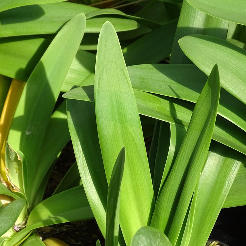 Agapanthus praecox subsp. orientalis Full Moon (Foliage)