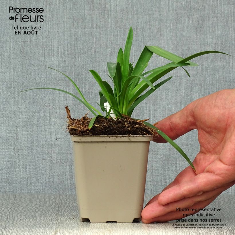 Agapanthus Thumbelina 8/9 cm pot sample as delivered in summer
