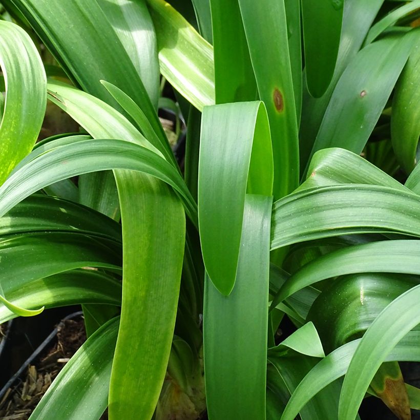 Agapanthus Vallée de lAuthion (Foliage)