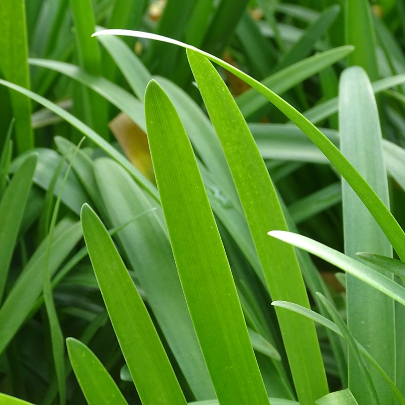 Agapanthus hybridus Vallée de la Romanche (Foliage)