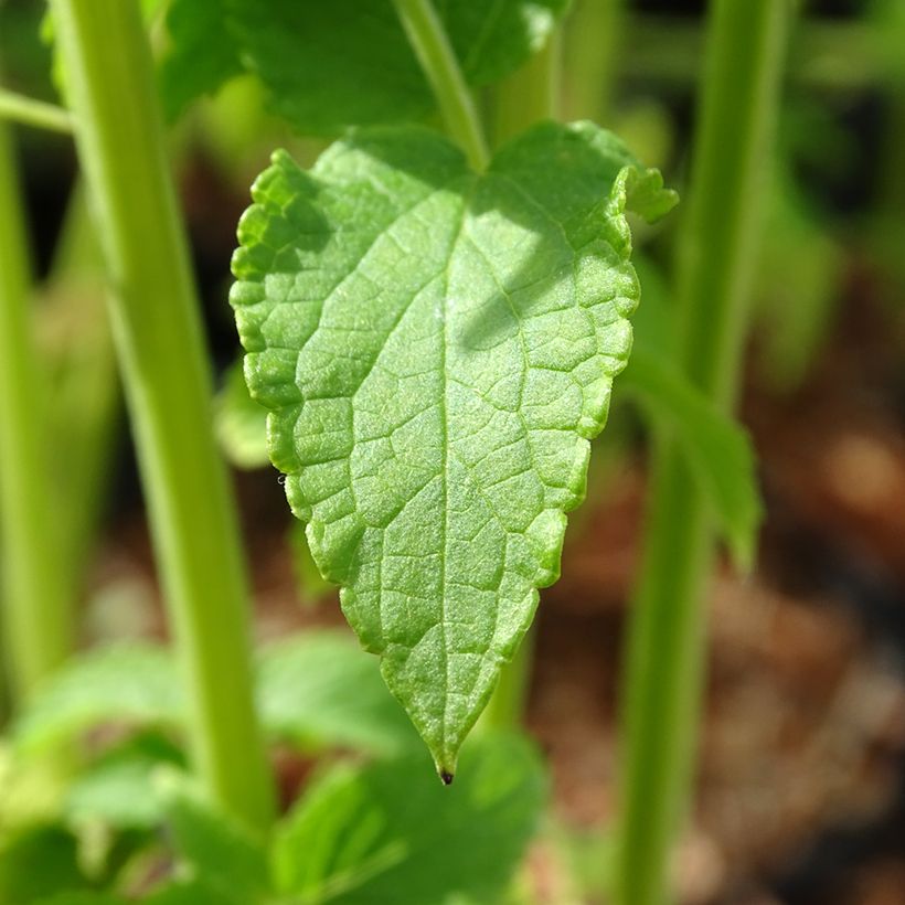 Agastache rugosa Alabaster (Foliage)