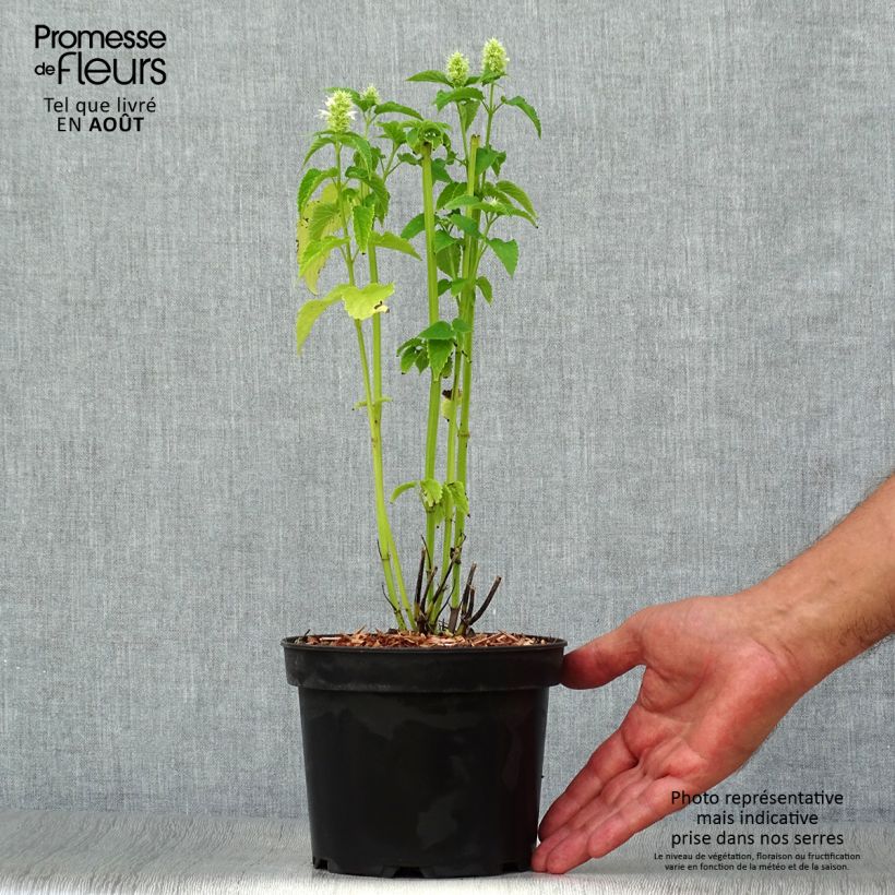 Agastache rugosa Alabaster 2L/3L pot sample as delivered in summer