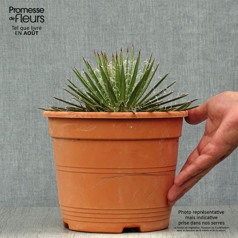 Agave filifera 1.5L/2L pot sample as delivered in summer