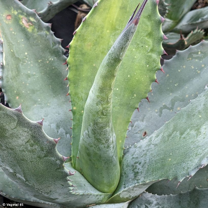 Agave salmiana (Foliage)