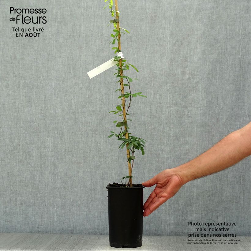 Akebia longeracemosa  2L/3L pot sample as delivered in summer