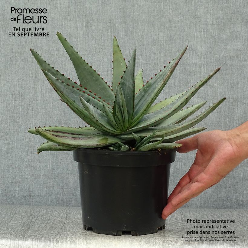 Aloe conifera Twirl 3L/4L pot sample as delivered in autumn
