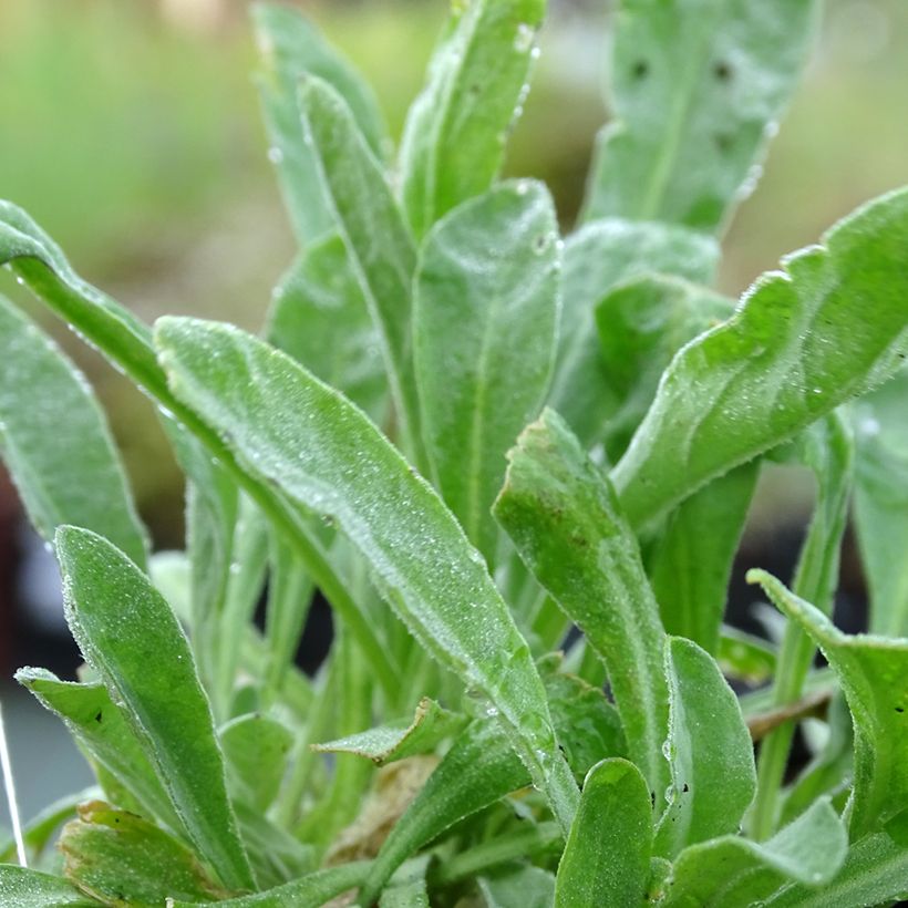 Alyssum saxatilis Compactum (Foliage)