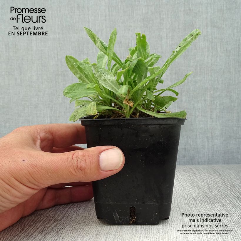 Alyssum saxatilis Compactum 8/9 cm pot sample as delivered in autumn