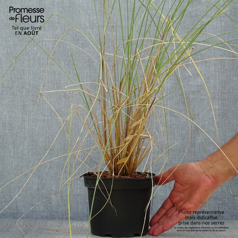 Ammophila arenaria 2L/3L pot sample as delivered in summer