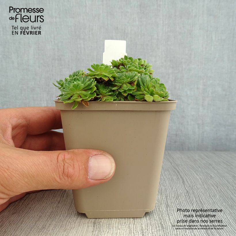 Androsace sarmentosa 8/9 cm pot sample as delivered in autumn