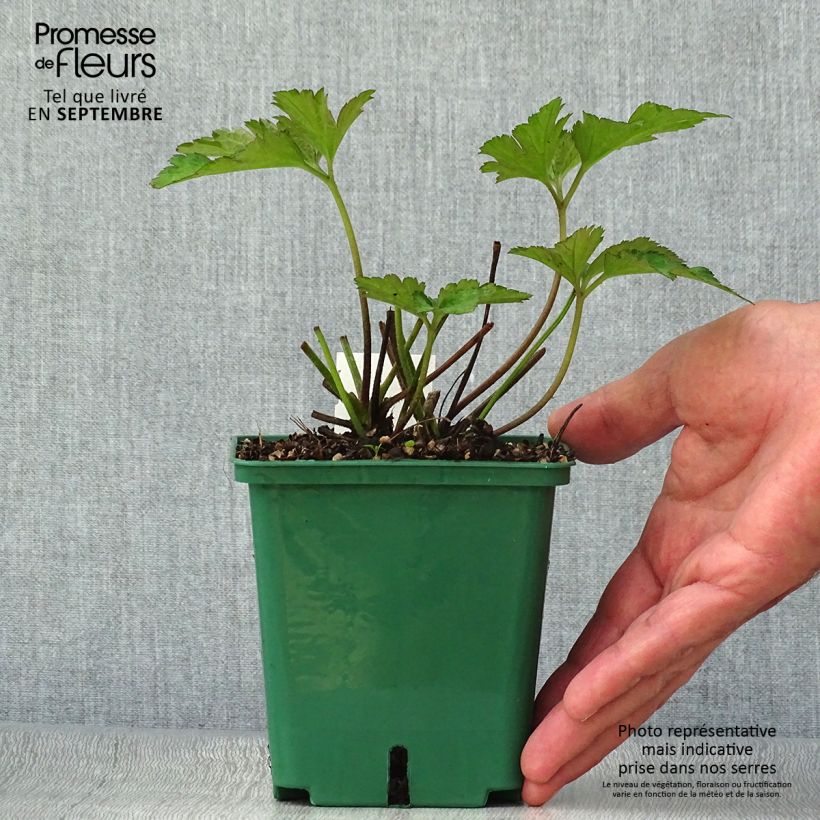 Anemone tomentosa Robustissima 1.5L/2L pot sample as delivered in autumn